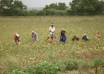 Farmers working in a green crop field in Karnataka