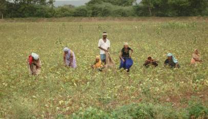 Farmers working in a green crop field in Karnataka